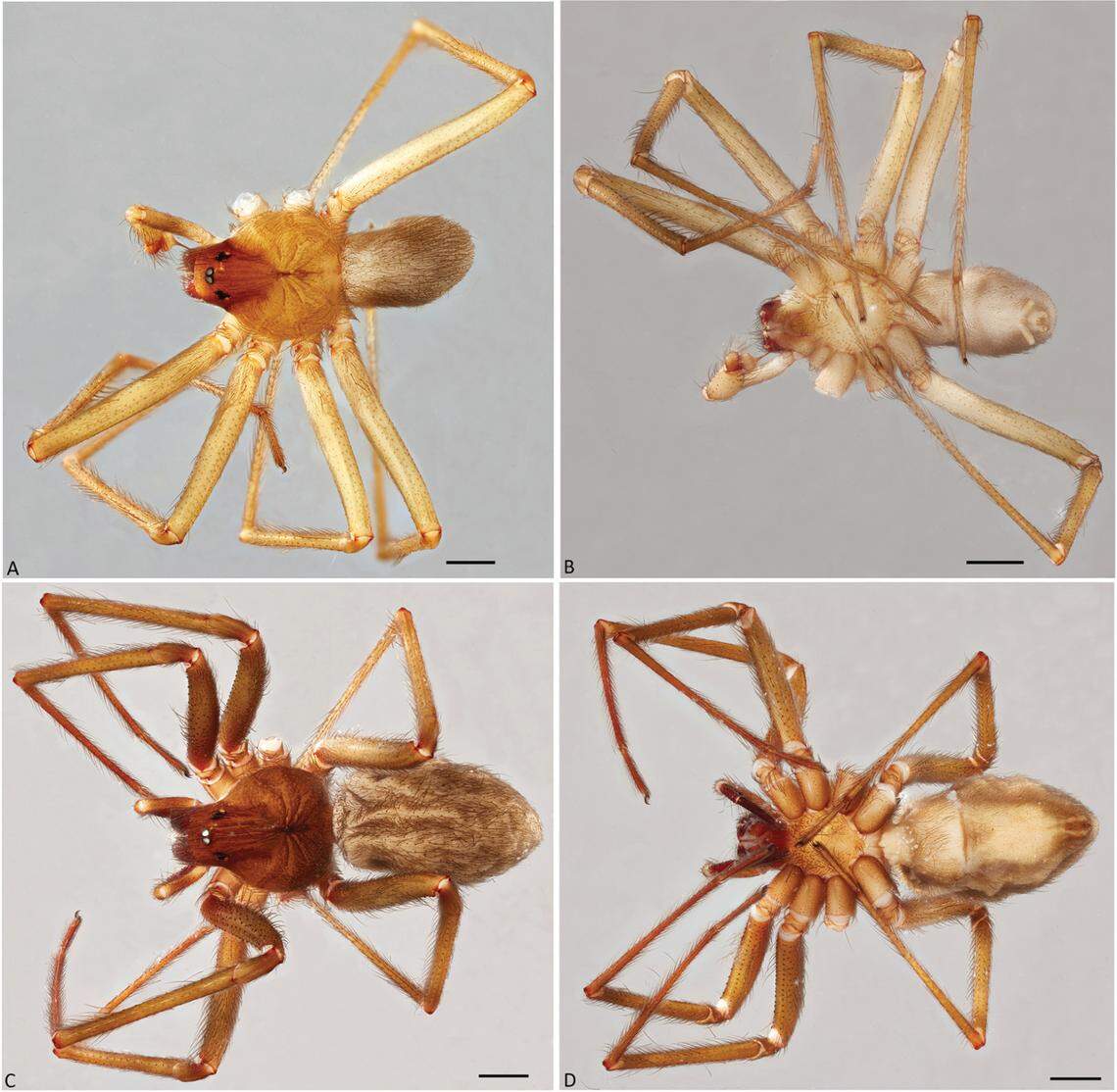 A male (top) and female (bottom) Loxosceles guayllabamba, or Guayllabamba recluse spider.