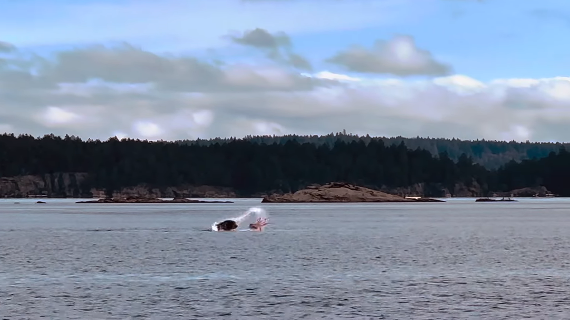 A woman going for a swim in Canada saw a sea lion struggling to attack an octopus in a “once in a lifetime” sighting, a video shows.