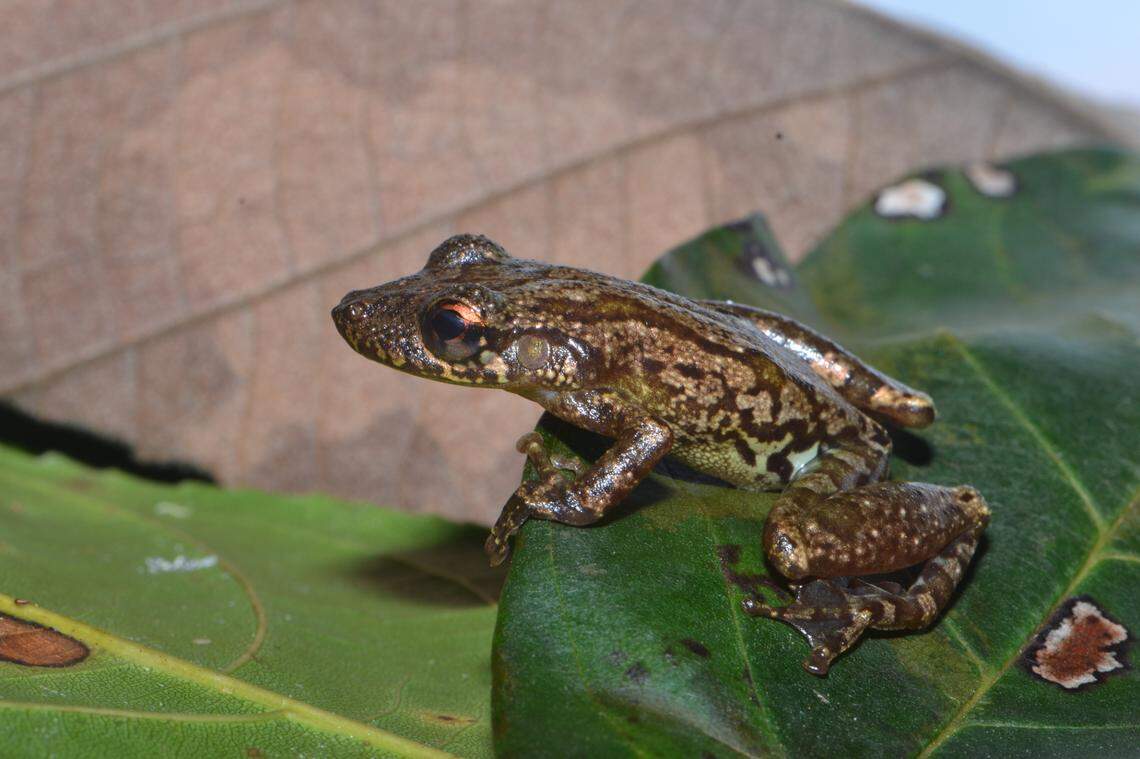 A Scinax ritaleeae, or Rita Lee’s snouted treefrog, on the edge of a plant.