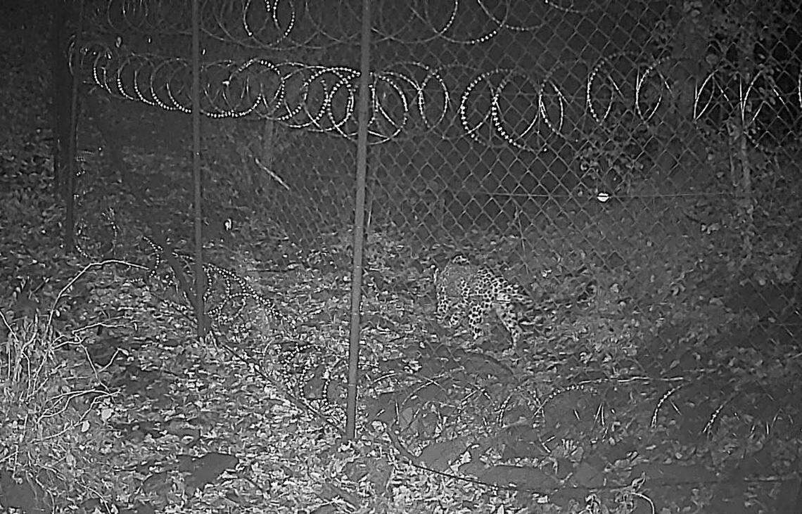 The leopard seen outside a protected deer breeding facility at Algeti National Park, Georgia.
