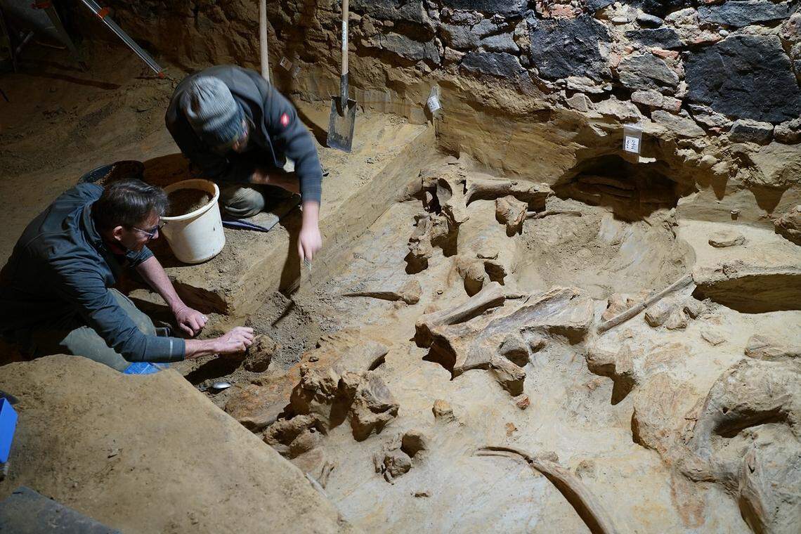 Archaeologists excavate the mammoth bones in the wine cellar.