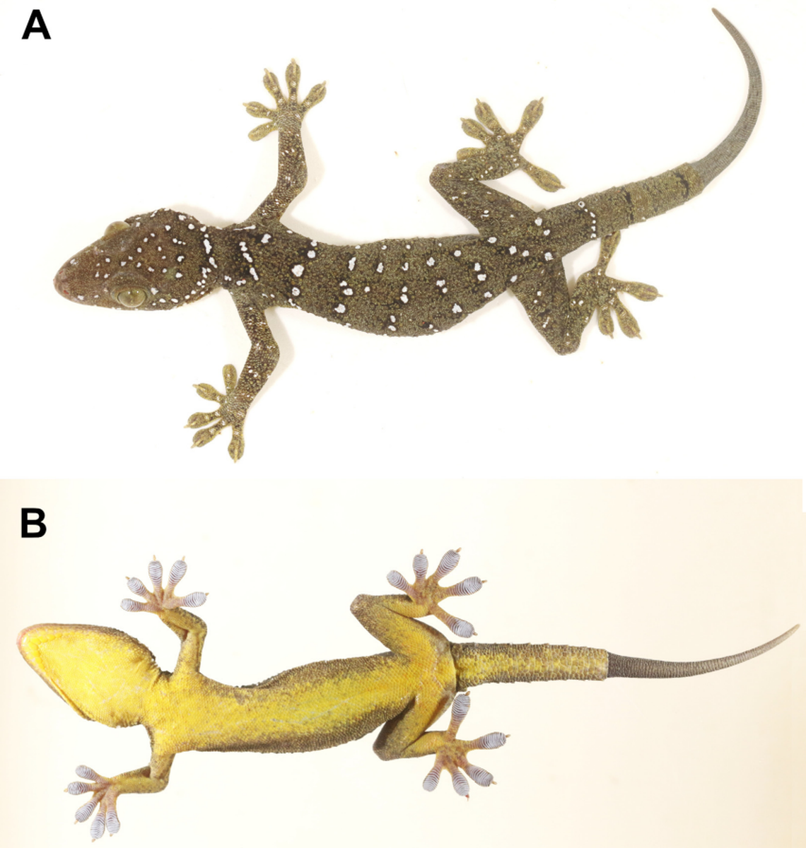 A Gekko shiva, or Shiva tokay gecko, seen from above and below.