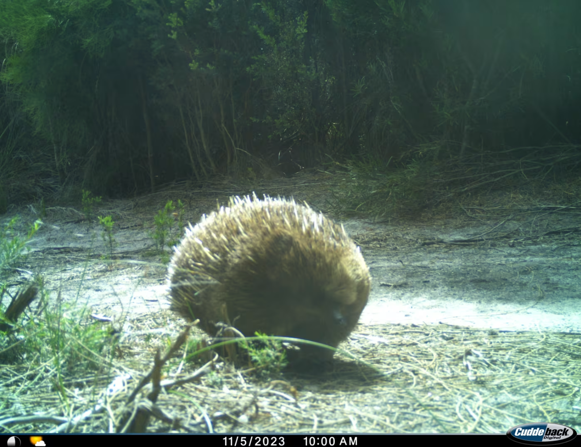 An echidna seen on Clarke Island in November 2023.