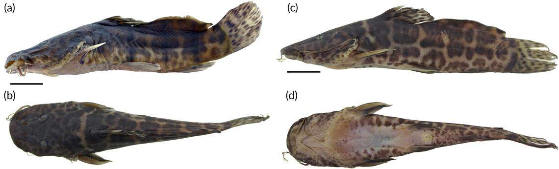 Two Parauchenoglanis stiassnyae, or Stiassny’s giraffe catfish.