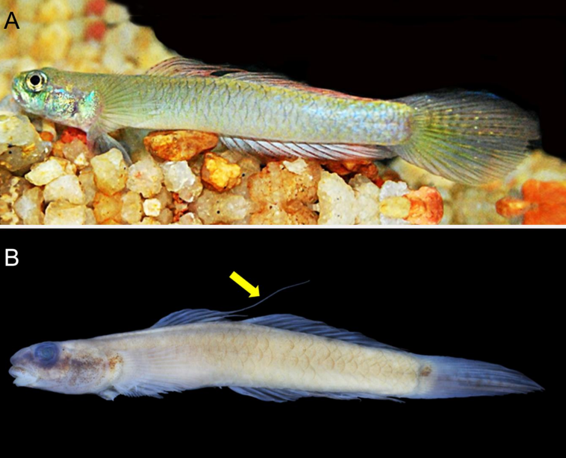 The new species has a strong suction disc that allows it to anchor to rocks and even climb vertically, according to the study.