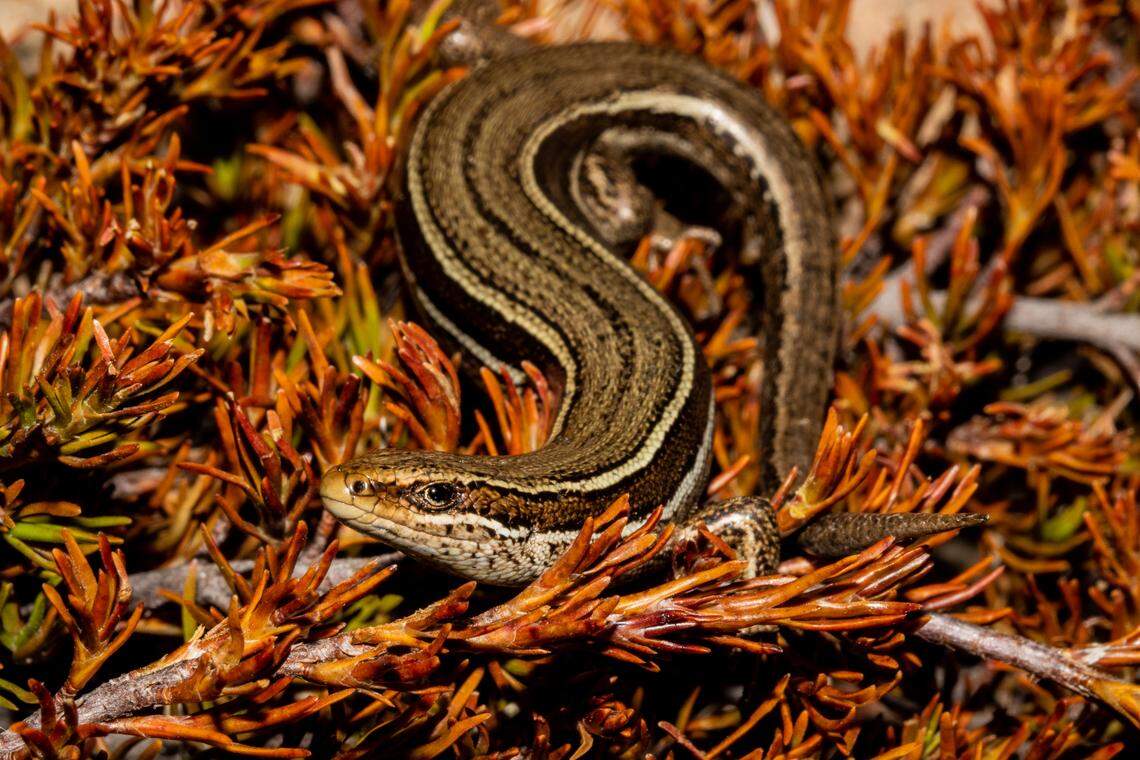 An Oligosoma eludens, or rockhopper skink, in its natural habitat.