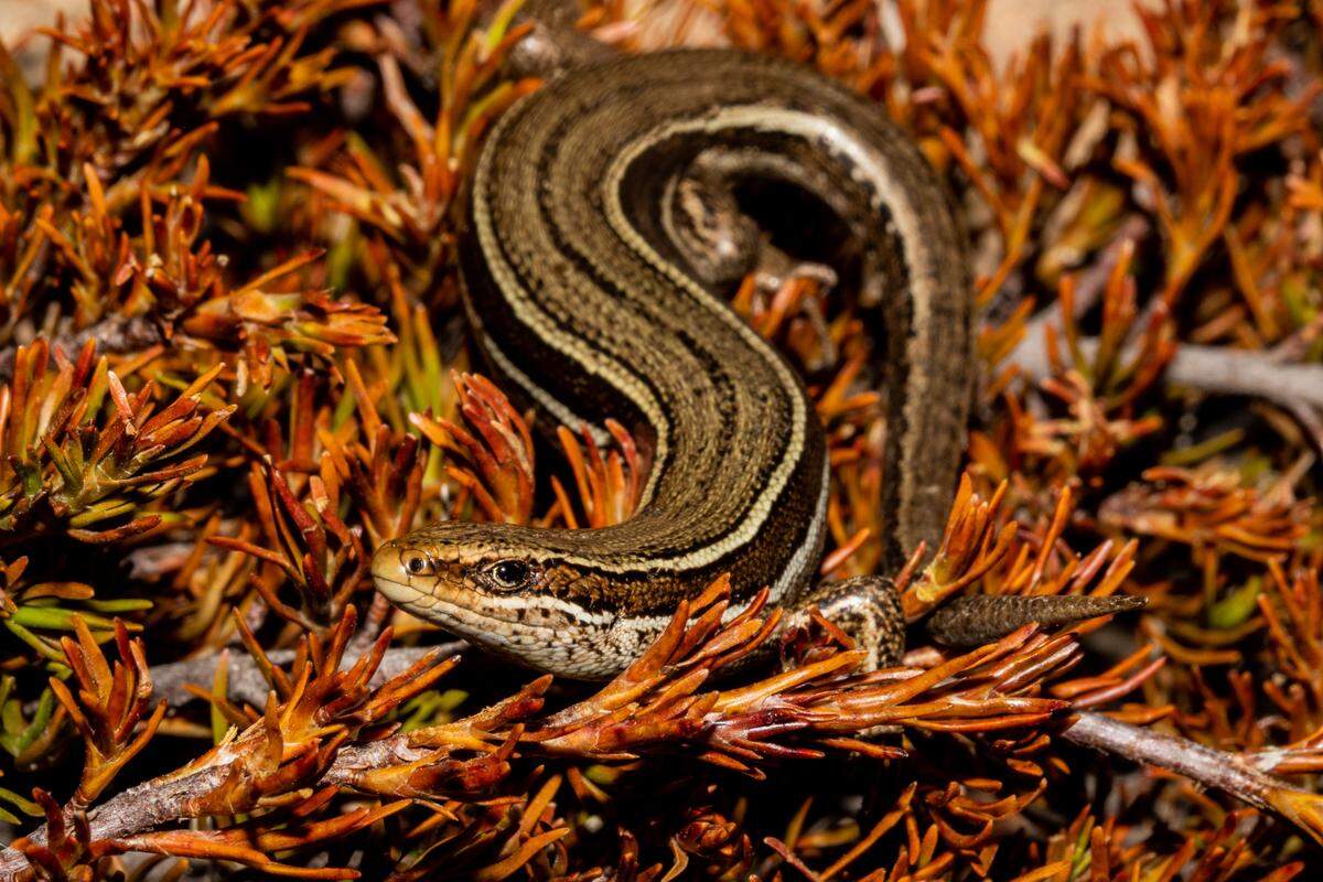 An Oligosoma eludens, or rockhopper skink, in its natural habitat.