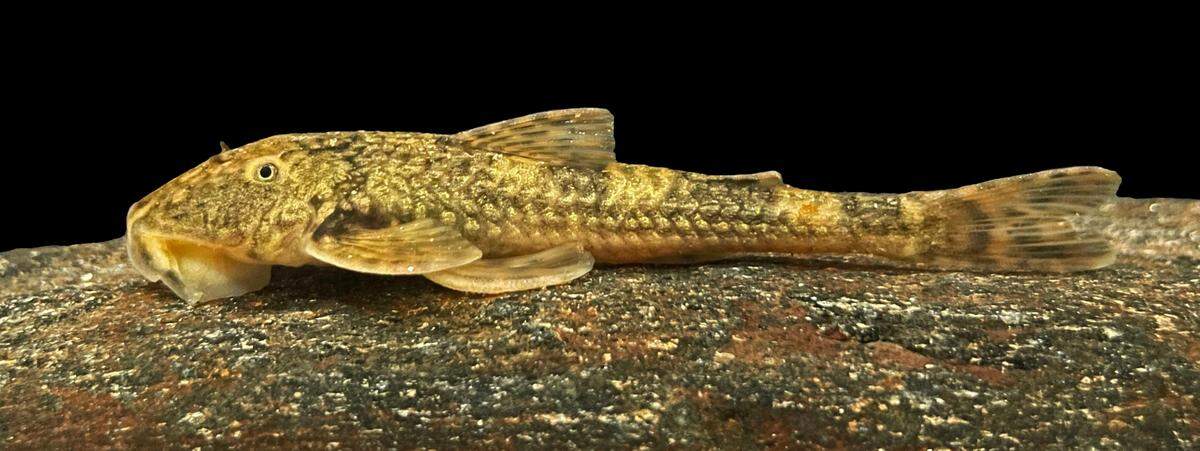 A Neoplecostomus sapucai, or Sapucaí River armored catfish.