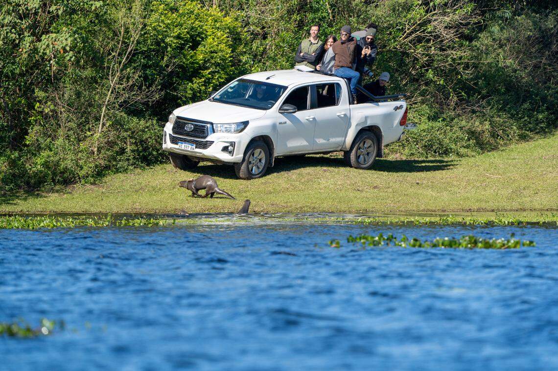 Two of the freed otters approaching a research truck on the day of their release.