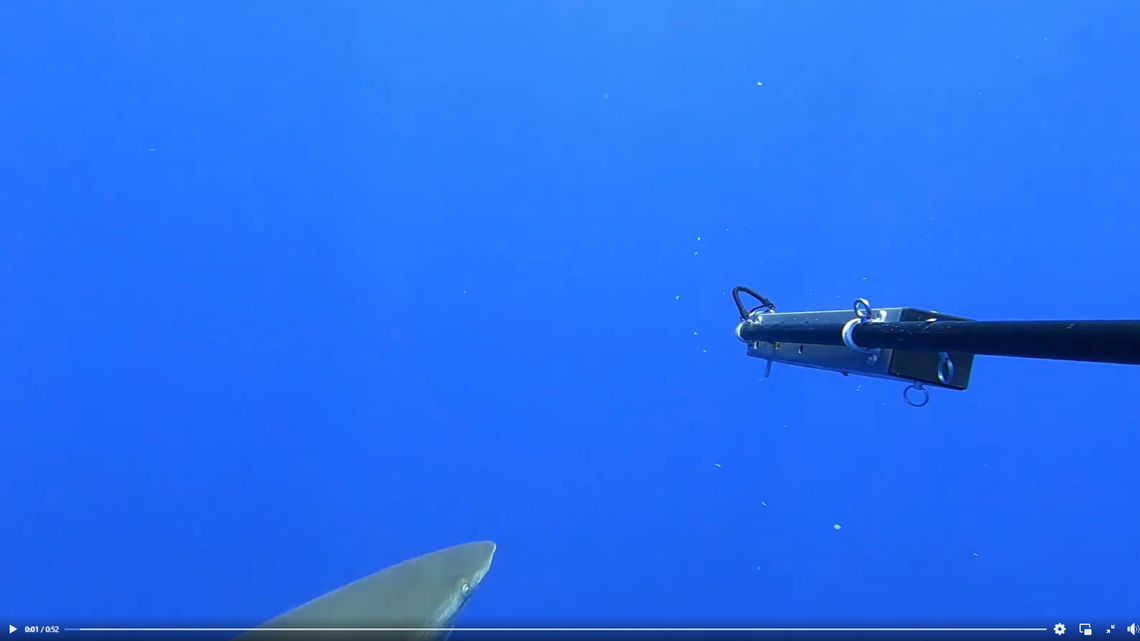 Wildlife officials used a baited underwater camera to film several “highly rare” oceanic whitetip sharks. Video shows the elusive predators.