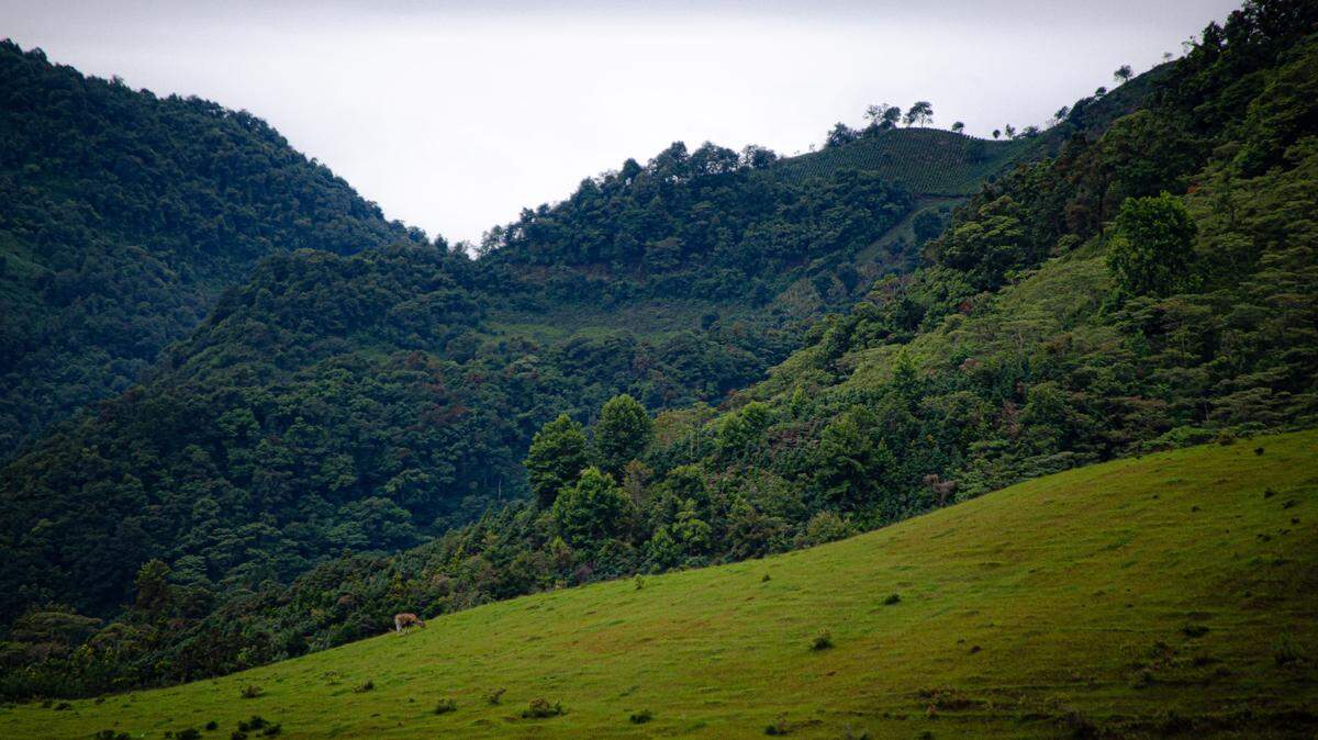 Scientists found an animal with patterned wings in the woodlands of Mexico and discovered a new species, named by eighth graders in Kansas, a study said. Photo shows a representative area.