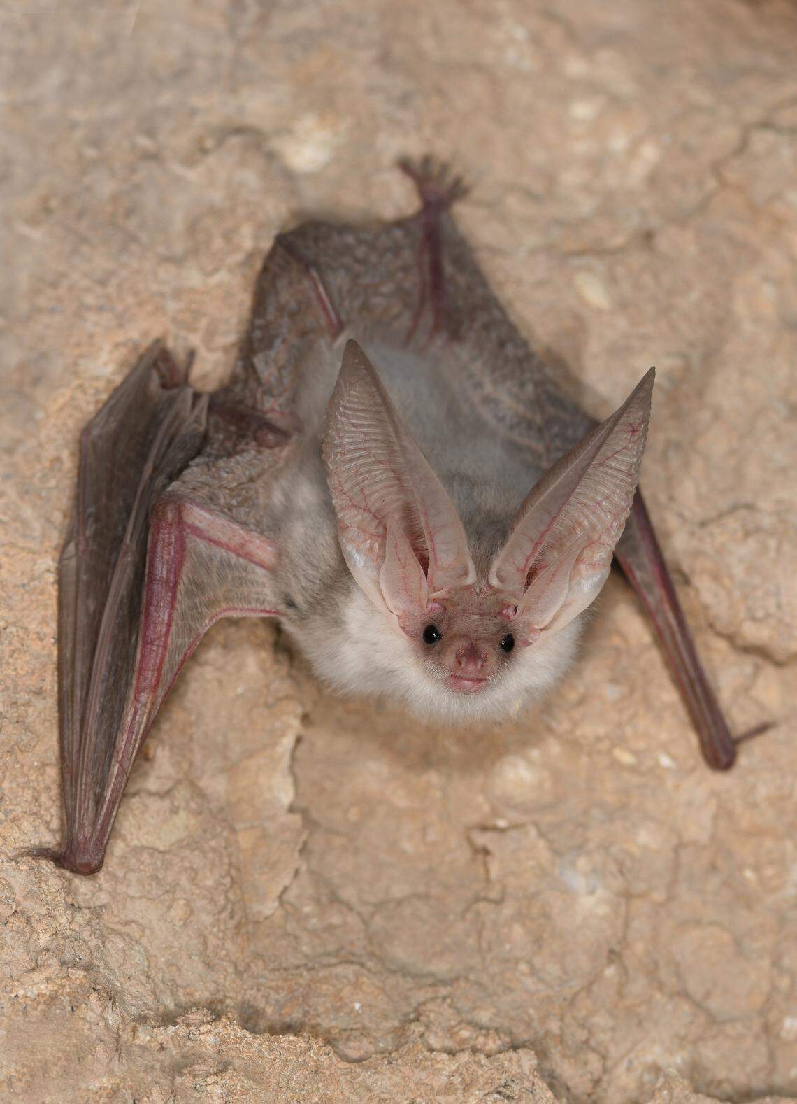 This is among the first photographs ever captured of the species, researchers said.