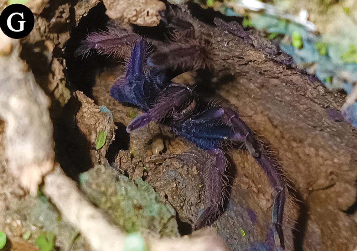 After molting, the tarantula’s body has a deep purplish sheen which fades over time.