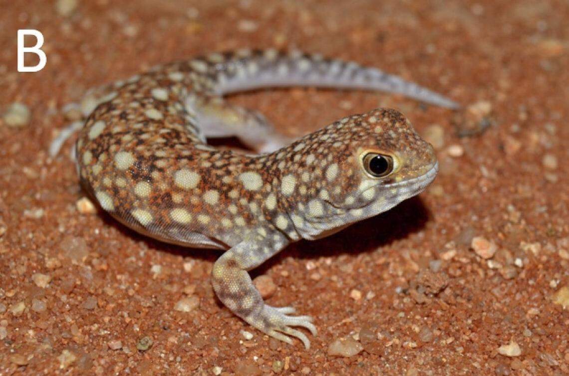 A Ptenopus kenkenses, or Nama barking gecko, with an orange-tinged hue.