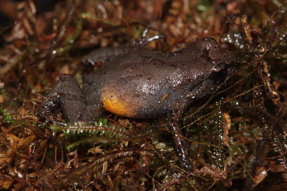 A Neblinaphryne imeri, or Imeri frog.