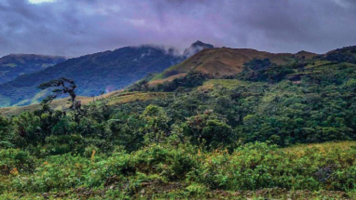 Scientists found a “cryptic” creature with golden eyes on a cliff side in Peru and discovered a new species, a study said.