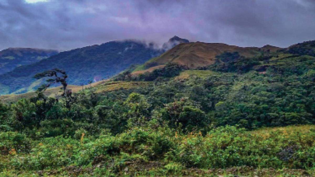 Scientists found a “cryptic” creature with golden eyes on a cliff side in Peru and discovered a new species, a study said.