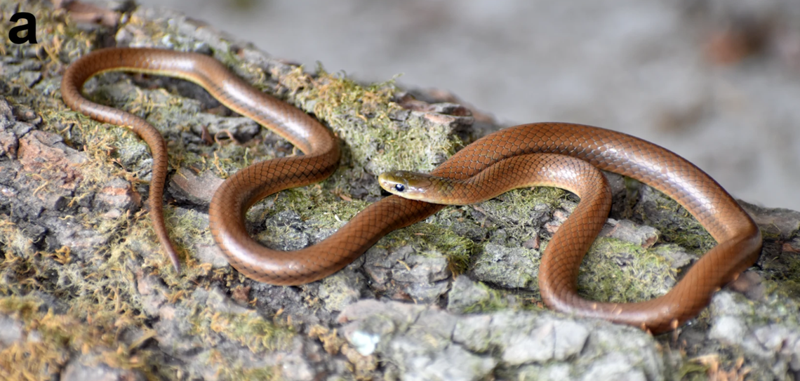 An Anguiculus dicaprioi, or DiCaprio’s Himalayan snake.