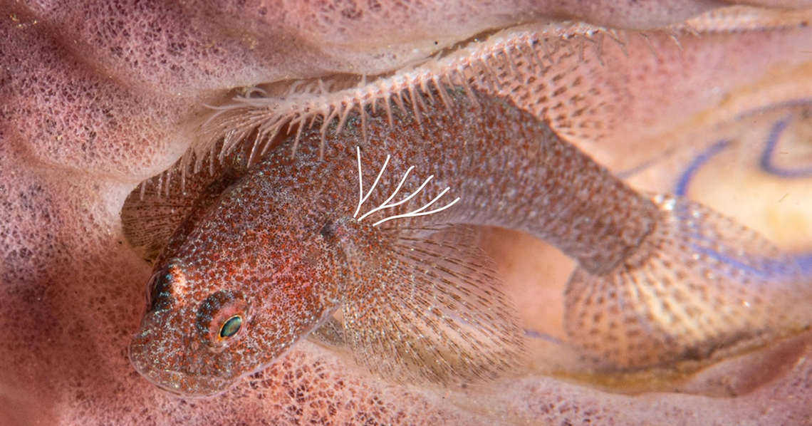 A Bathygobius mero, or sponge frillgoby.