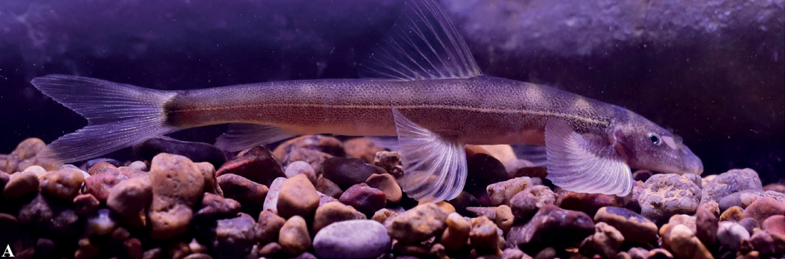 A Balitora anlongensis, or Anlong stone loach, as seen in an aquarium.
