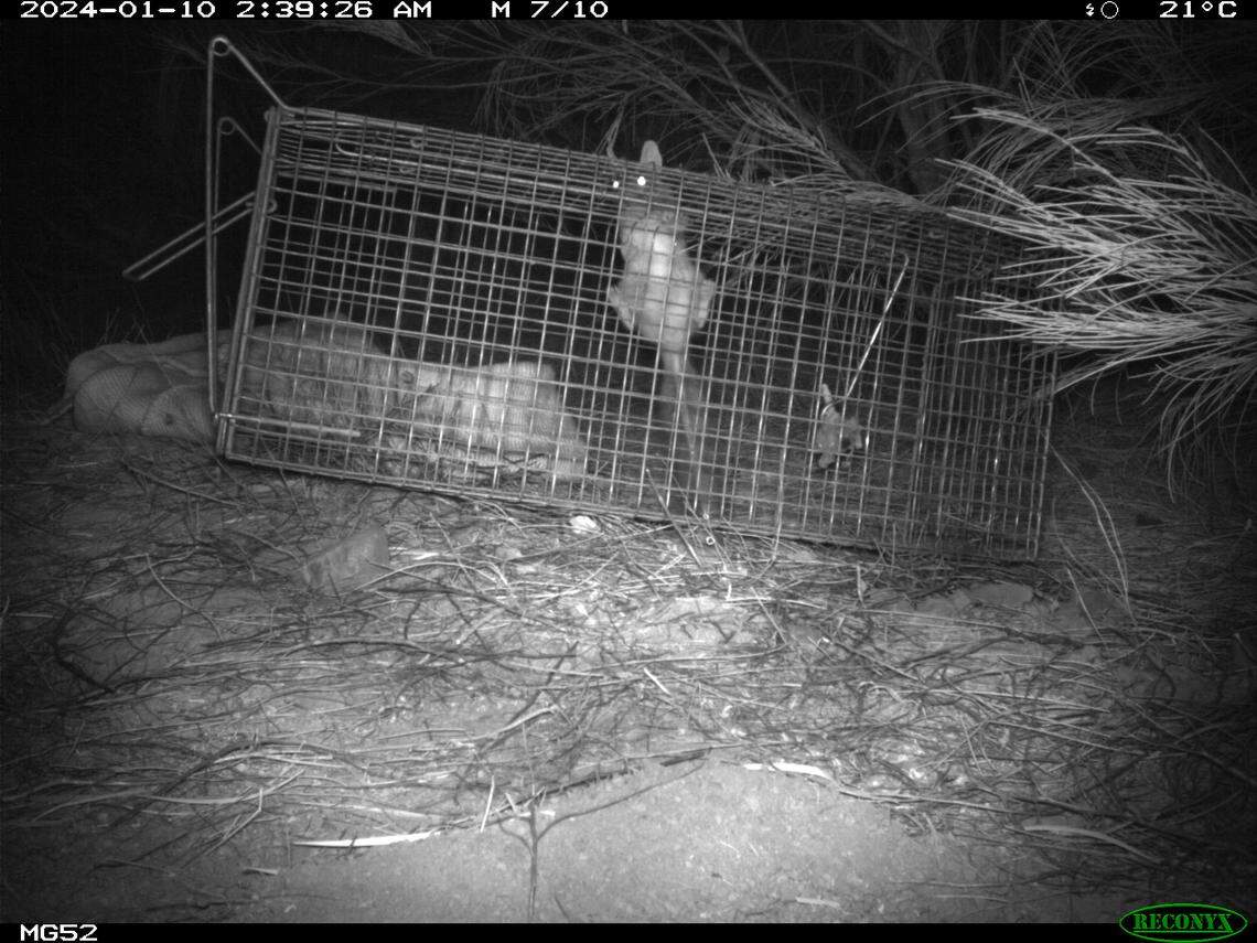 A baby Western quoll climbs on a trap at the Mount Gibson Sanctuary.