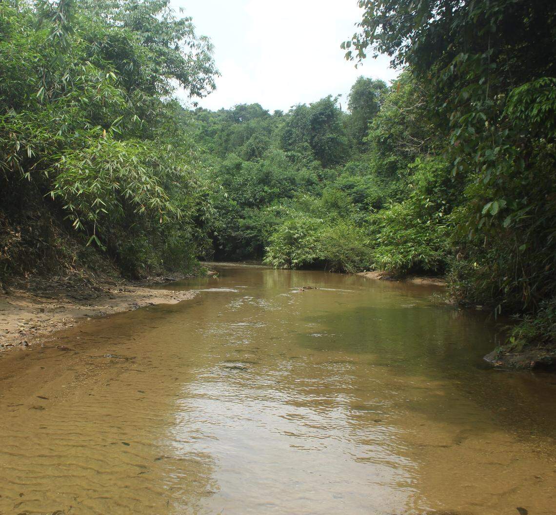 The natural habitat of Channa nachi, or Farham’s snakehead fish.