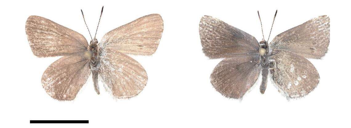 A Satyrium curiosolus, or curiously isolated hairstreak butterfly.