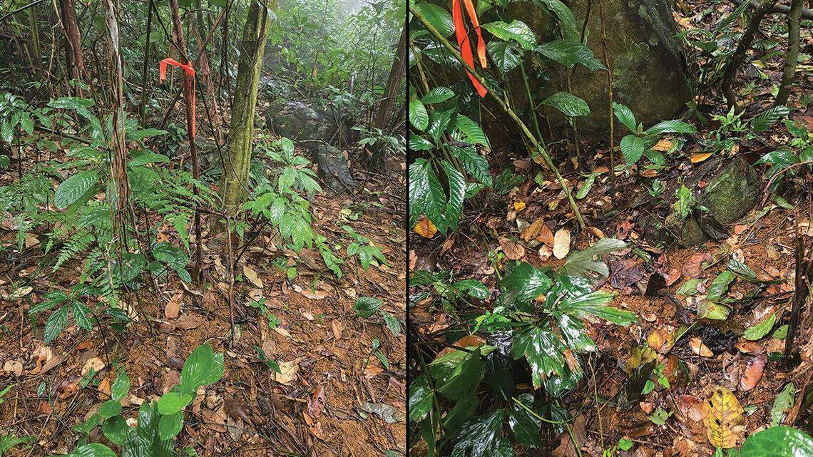 Scientists caught a “velvety” pregnant creature in an underground trap on a Vietnam mountain and discovered a new species, a study said.