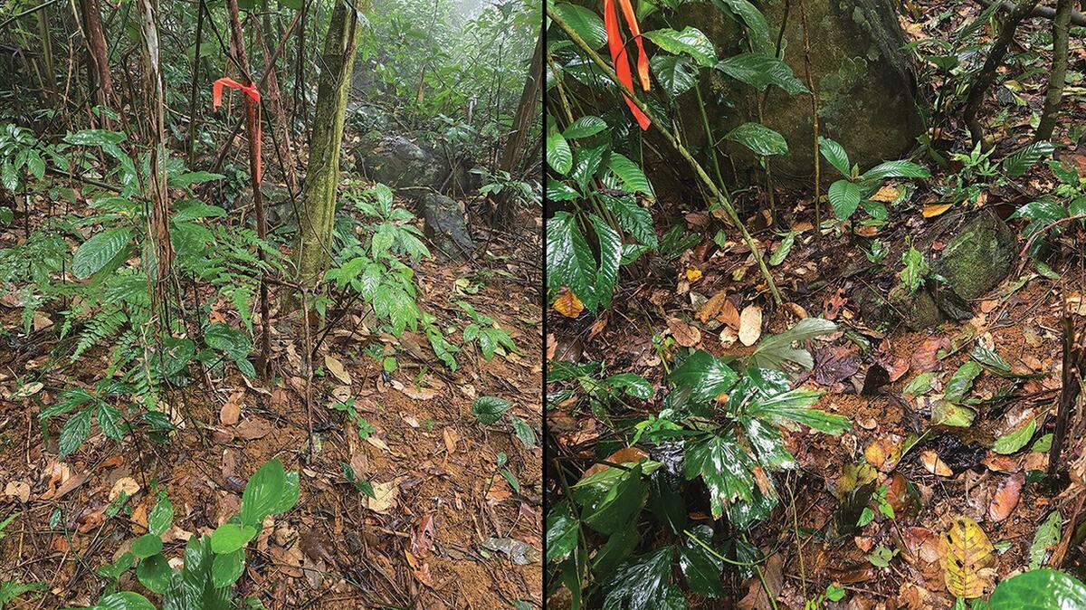 Scientists caught a “velvety” pregnant creature in an underground trap on a Vietnam mountain and discovered a new species, a study said.