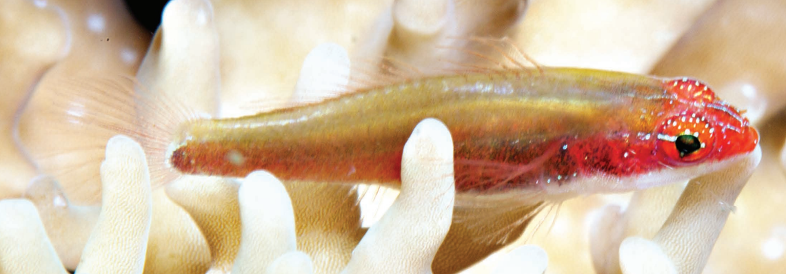 An Eviota bella, or beautiful dwarfgoby, in its natural habitat.