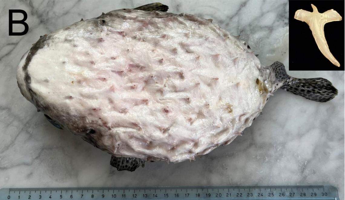 The underside of the spotfin burrfish caught in Sicily.