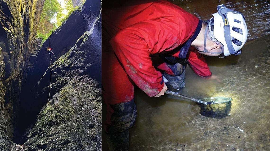Scientists and cavers found a “pinkish” creature with a semi-transparent belly in an underground river and discovered a new species.