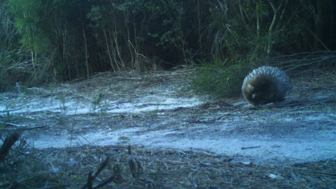 A trail camera on Clarke Island recorded an echidna for the first time in decades. Photos show the egg-laying mammal once feared locally extinct.