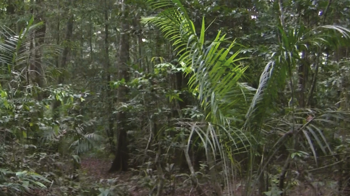 Scientists found an animal with “unique” scales in rainforests of the Democratic Republic of the Congo and discovered a new species, a study said.