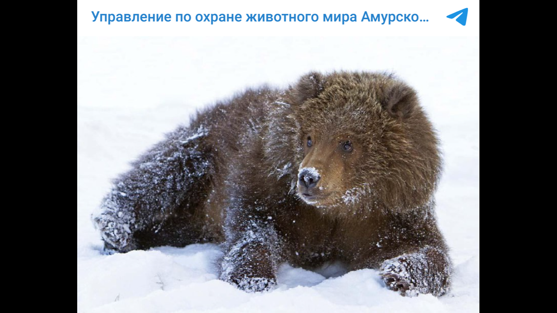 Some bears in the Amur region are unable to hibernate properly and still partially awake due to a month of warm weather, wildlife officials said.