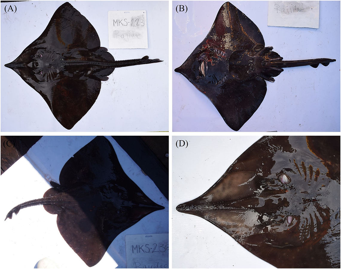 Yellownose skates, or Dipturus chilensis, found at Comau Fjord.