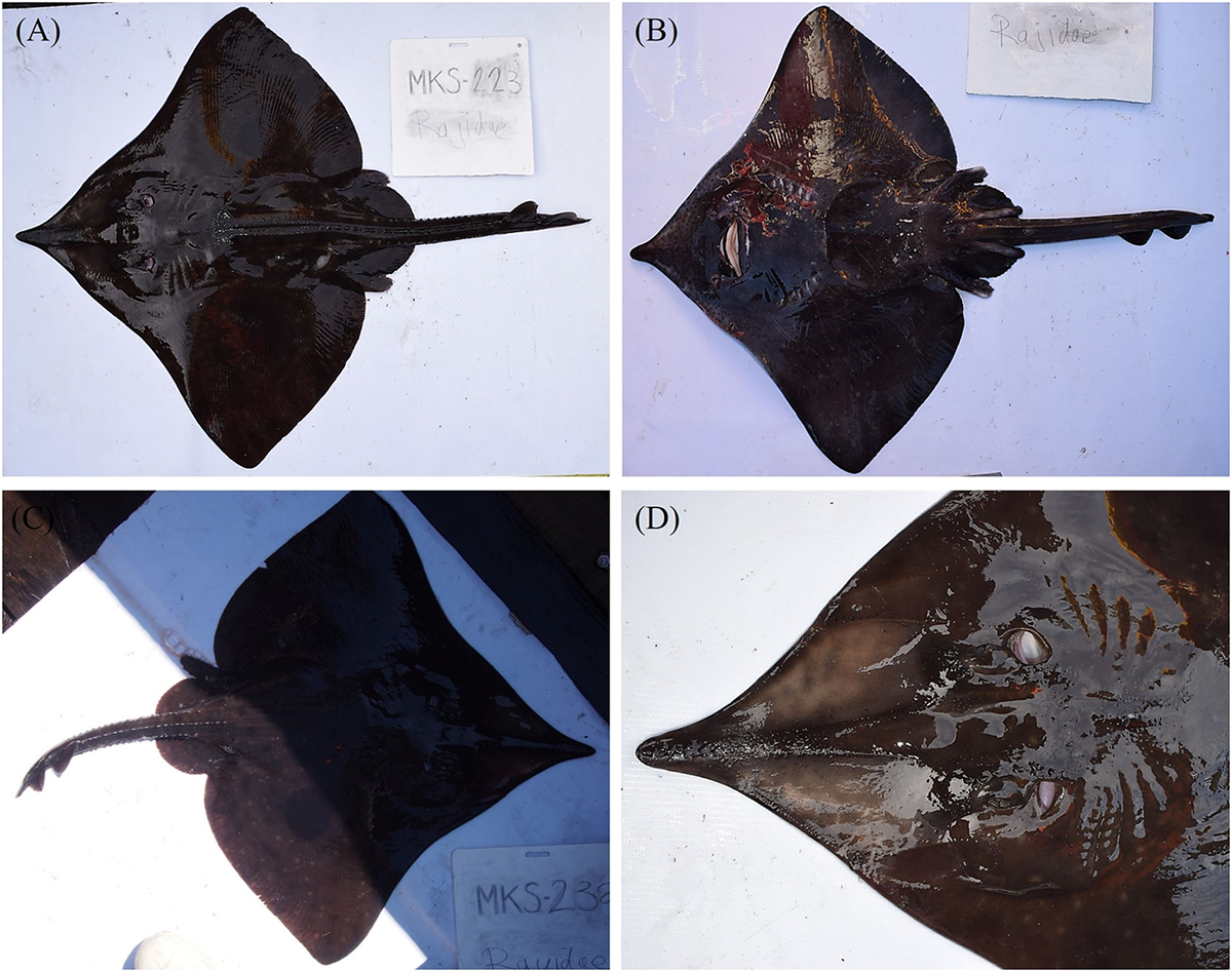 Yellownose skates, or Dipturus chilensis, found at Comau Fjord.