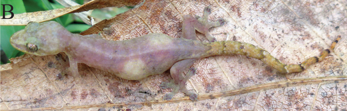 A female Hemiphyllodactylus xiengkhouangensis, or Xiengkhouang slender gecko, with two eggs.