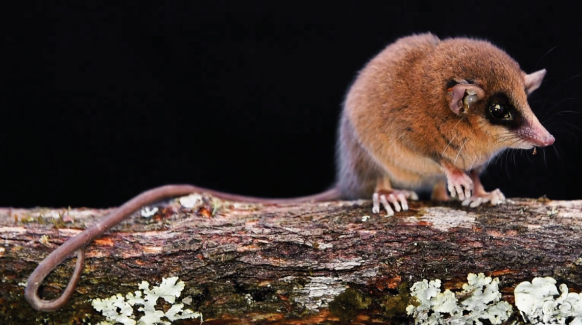 A Marmosa chachapoya, or Chachapoyas mouse opossum, seen from the side.