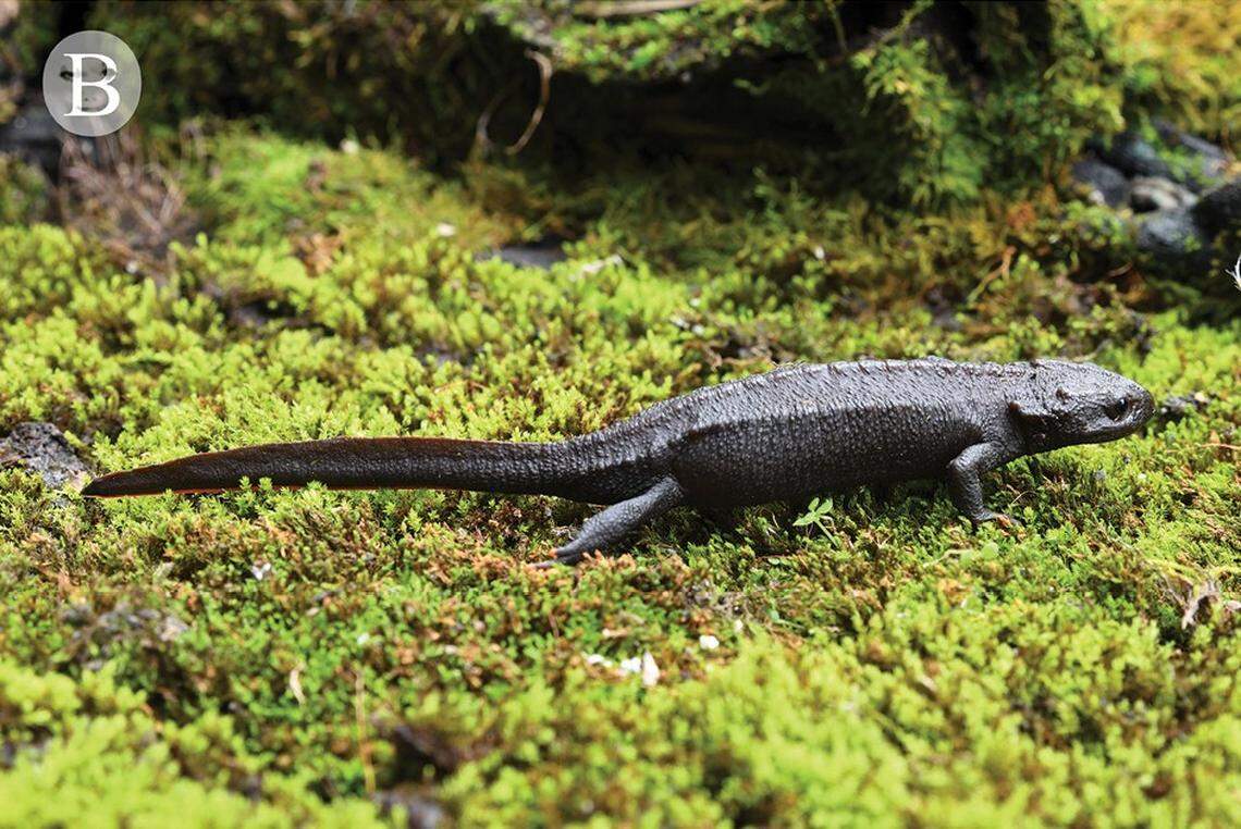 A male Tylototriton gaowangjienensis, or Gaowangjie crocodile newt.