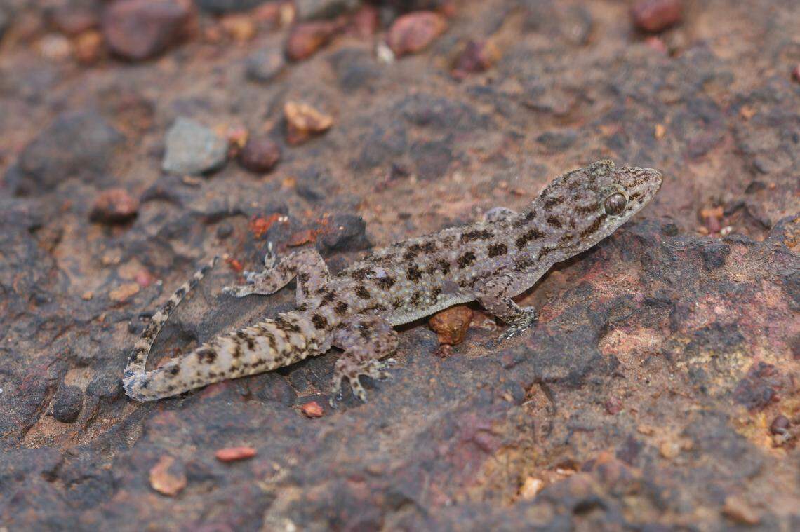 A Hemidactylus amarasinghei, or Amarasinghe’s house gecko.