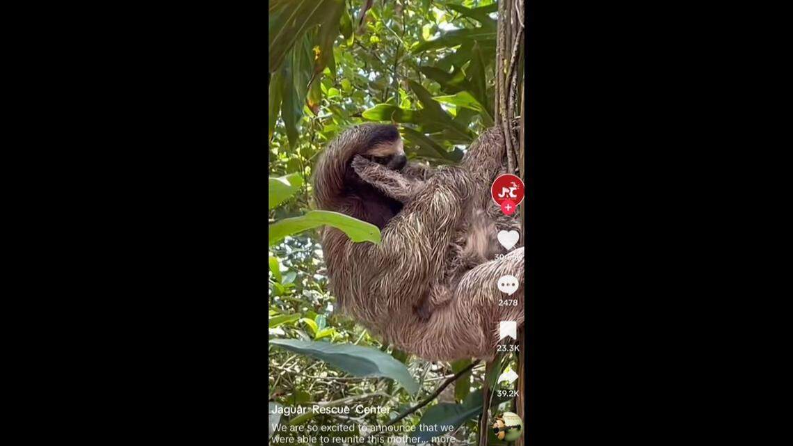 A baby sloth was reunited with his mom in Costa Rica.