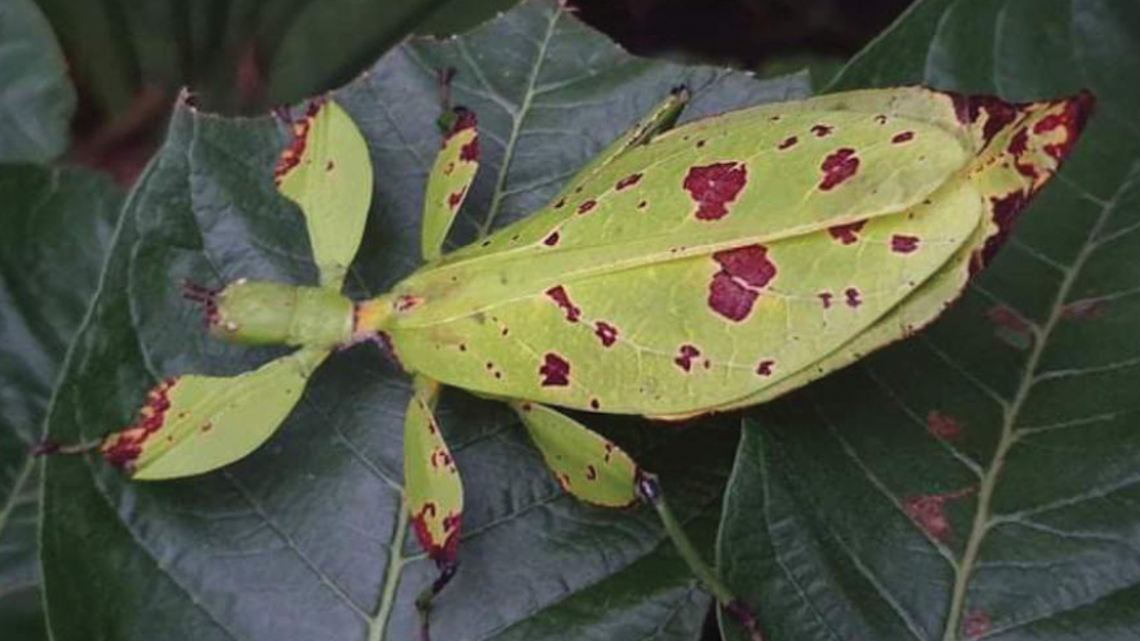 Researchers have identified seven new species of “walking leaves” from across Indonesia, according to a study.