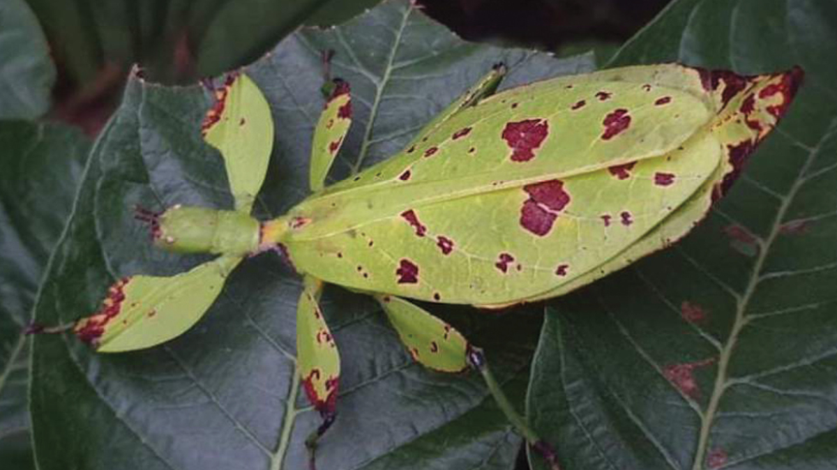 Researchers have identified seven new species of “walking leaves” from across Indonesia, according to a study.