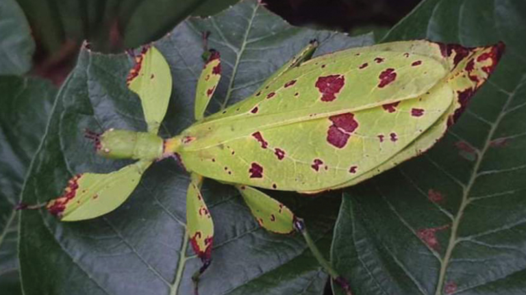 ‘Walking leaves’ from Indonesia are really insects — and new species. See them