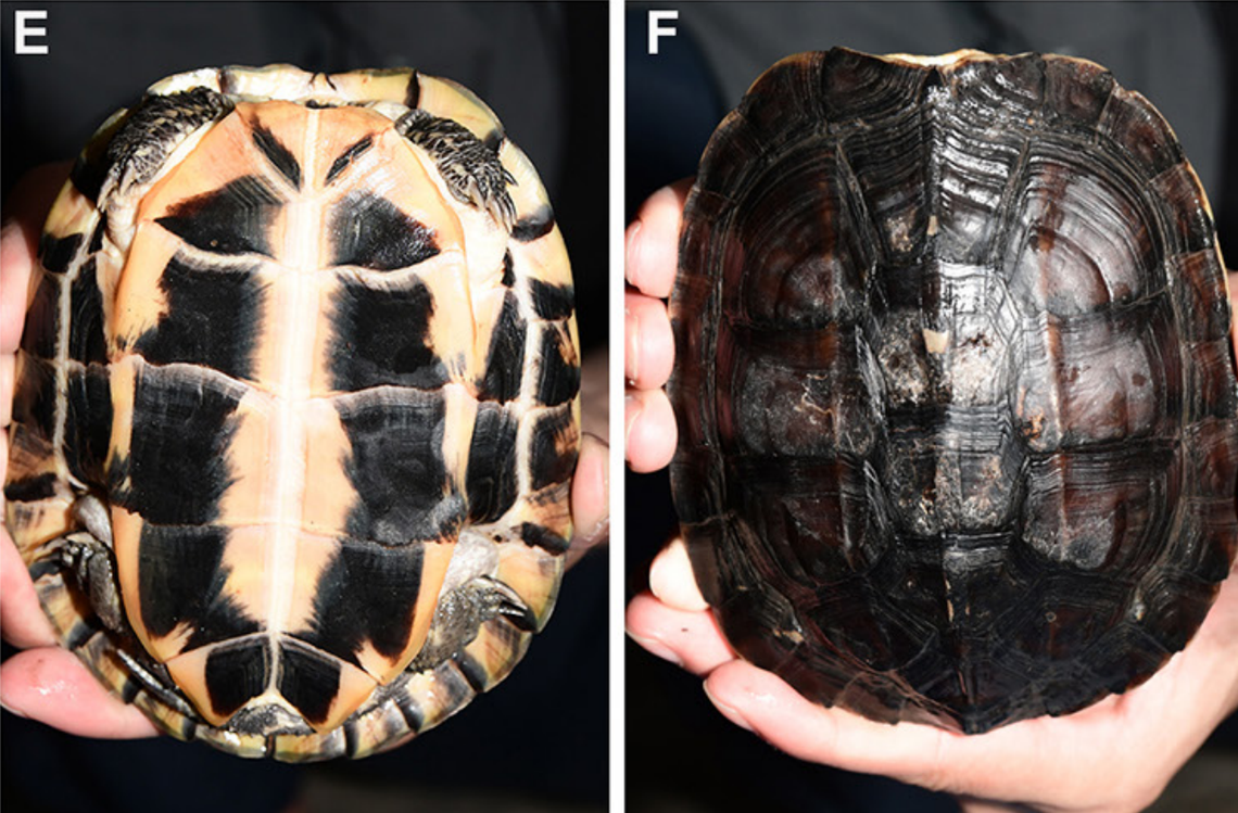 One of the Vietnamese pond turtles, or Mauremys annamensis, found on Hon Lao Island.