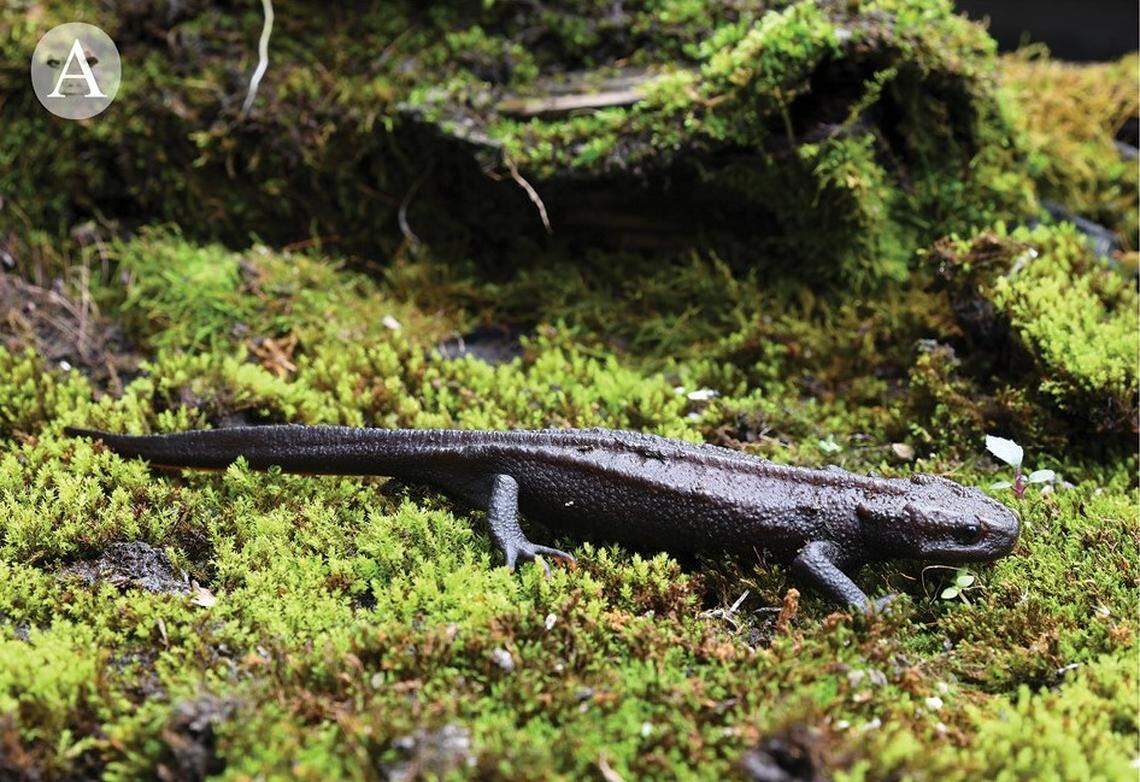 A female Tylototriton gaowangjienensis, or Gaowangjie crocodile newt.