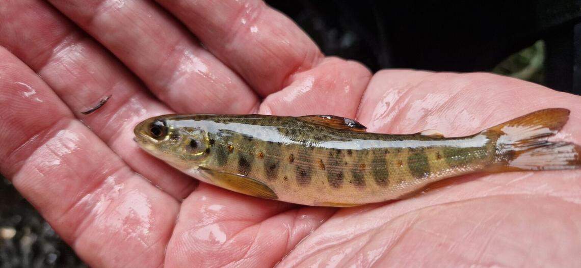 A young Atlantic salmon, or parr, found in the River Don near Sheffield.