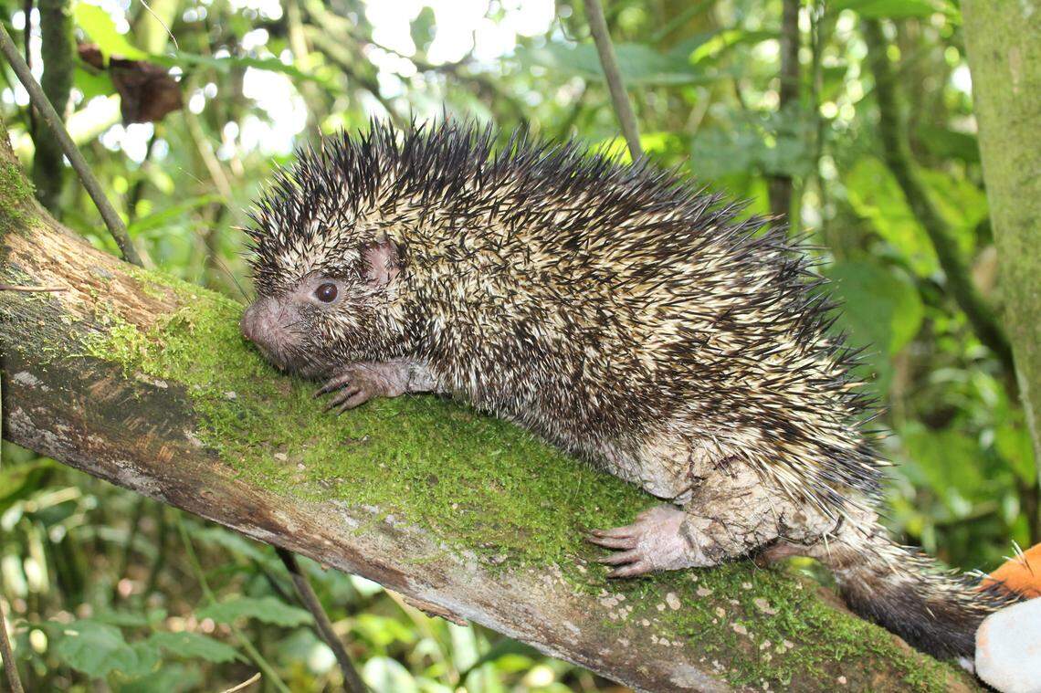 A Coendou vossi, or Voss’ porcupine.