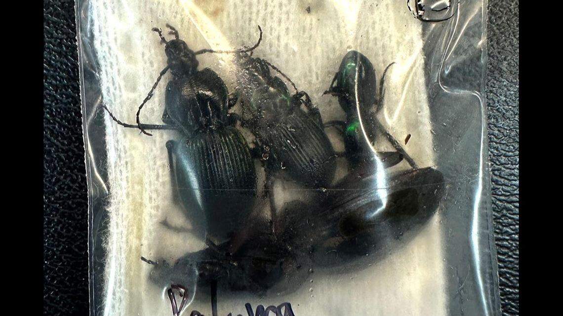 A university student was fined $35,000 for trying to smuggle protected insects out of Australia, officials said.